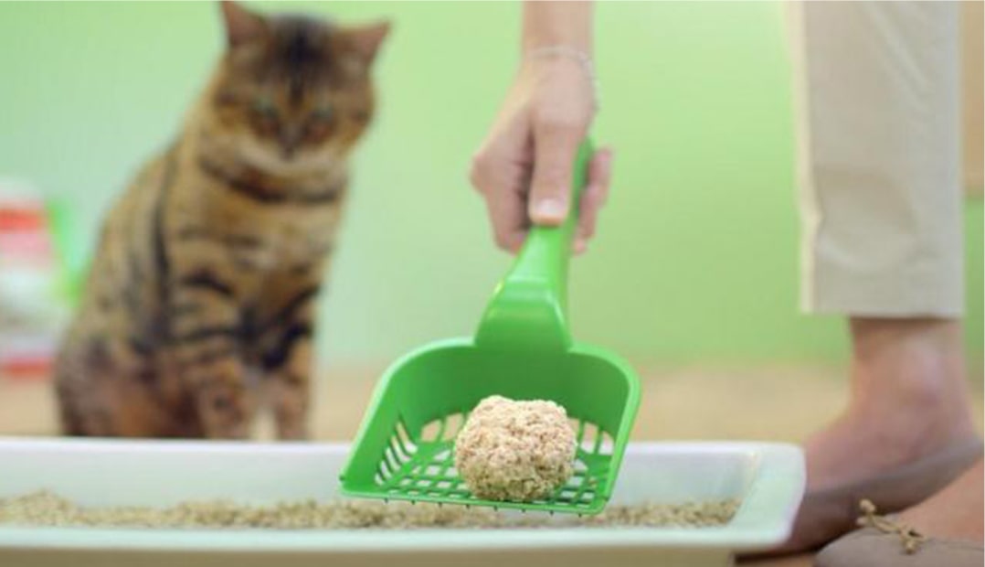 Home remedies for cat litter odor hotsell